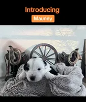 Mauney-moo , a male Australian Shepherd for sale in Perris, CA – 8 of 9