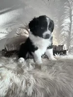 Tuff, a male Australian Shepherd for sale in Perris, CA – 4 of 8