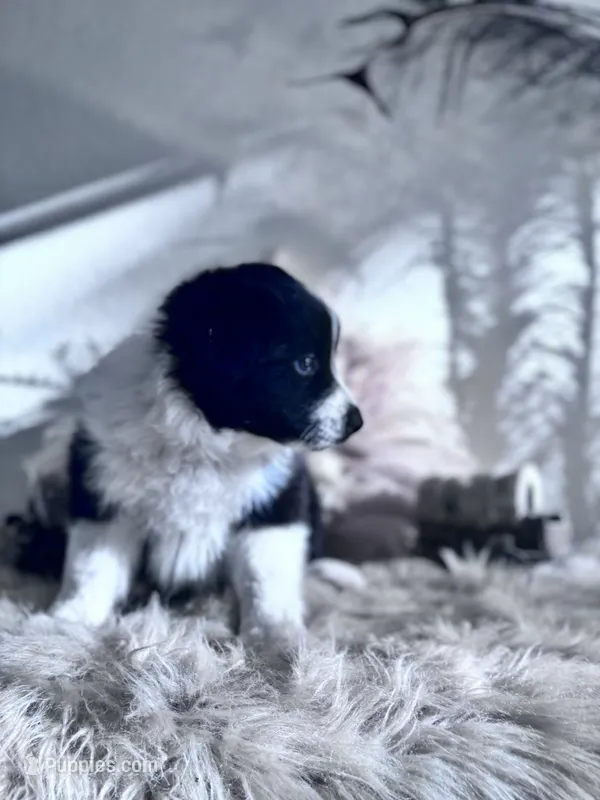 Tuff – Australian Shepherd puppy for sale in Perris, CA