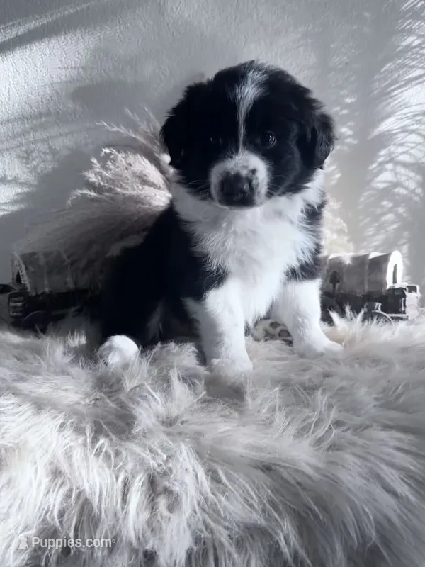 Tuff – Australian Shepherd puppy for sale in Perris, CA