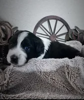 Tuff, a male Australian Shepherd for sale in Perris, CA – 6 of 8