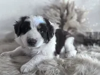 Lane , a male Australian Shepherd for sale in Perris, CA – 3 of 10
