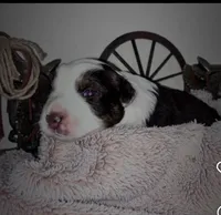 Lane , a male Australian Shepherd for sale in Perris, CA – 9 of 10