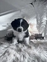 Tuff, a male Australian Shepherd for sale in Perris, CA – 2 of 8