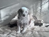 Queen , a female Australian Shepherd for sale in Perris, CA – 2 of 8