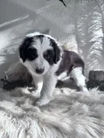 Lane , a male Australian Shepherd for sale in Perris, CA – 6 of 10