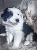 Mauney-moo , a male Australian Shepherd for sale in Perris, CA – 3 of 9