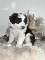 Lane , a male Australian Shepherd for sale in Perris, CA – 2 of 10