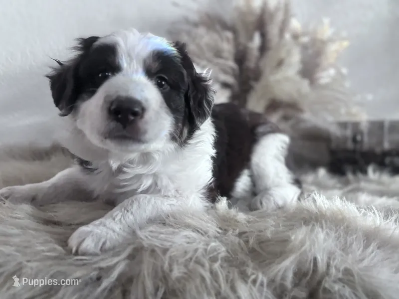 Lane  – Australian Shepherd puppy for sale in Perris, CA