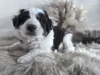 Lane , a male Australian Shepherd for sale in Perris, CA – 1 of 10