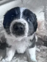 Tuff, a male Australian Shepherd for sale in Perris, CA – 3 of 8