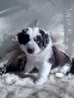 Lane , a male Australian Shepherd for sale in Perris, CA – 4 of 10