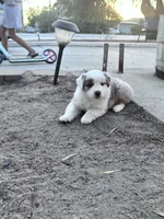 Bunny , a female Australian Shepherd for sale in Perris, CA – 9 of 10