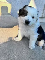 Mauney-moo , a male Australian Shepherd for sale in Perris, CA – 7 of 9