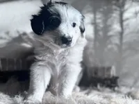Mauney-moo , a male Australian Shepherd for sale in Perris, CA – 5 of 9