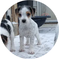 Freckles, a female Jack Russell Terrier for sale in Ontario, WI – Photo 1 of 3