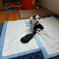 Freckles, a female Jack Russell Terrier for sale in Ontario, WI – Photo 3 of 3