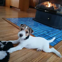 Maxwell, a male Jack Russell Terrier for sale in Ontario, WI – Photo 3 of 4