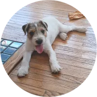 Maxwell, a male Jack Russell Terrier for sale in Ontario, WI – Photo 2 of 4