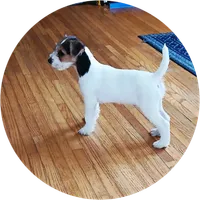 Maxwell, a male Jack Russell Terrier for sale in Ontario, WI – Photo 1 of 4