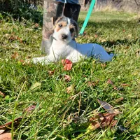 Maxwell, a male Jack Russell Terrier for sale in Ontario, WI – Photo 4 of 4