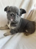Blue and Tan 2, a female French Bulldog for sale in Oklahoma City, OK – 1 of 1