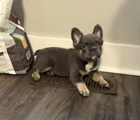 Blue and Tan 3, a male French Bulldog for sale in Oklahoma City, OK – 4 of 4