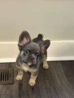 Blue and Tan 1, a male French Bulldog for sale in Oklahoma City, OK – 4 of 4