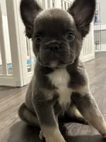 Blue and Tan 3, a male French Bulldog for sale in Oklahoma City, OK – 3 of 4
