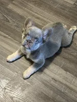 Blue and Tan 2, a female French Bulldog for sale in Oklahoma City, OK – 3 of 4