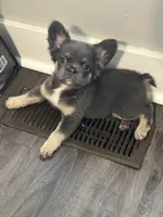 Blue and Tan 2, a female French Bulldog for sale in Oklahoma City, OK – 4 of 4