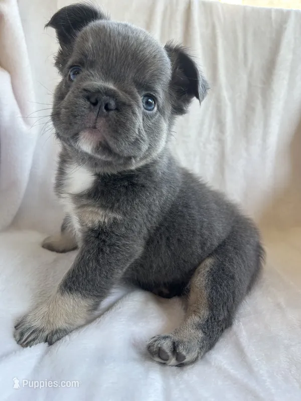 Blue and Tan 3 – French Bulldog puppy for sale in Oklahoma City, OK
