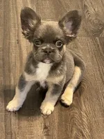 Blue and Tan 1, a male French Bulldog for sale in Oklahoma City, OK – 3 of 4