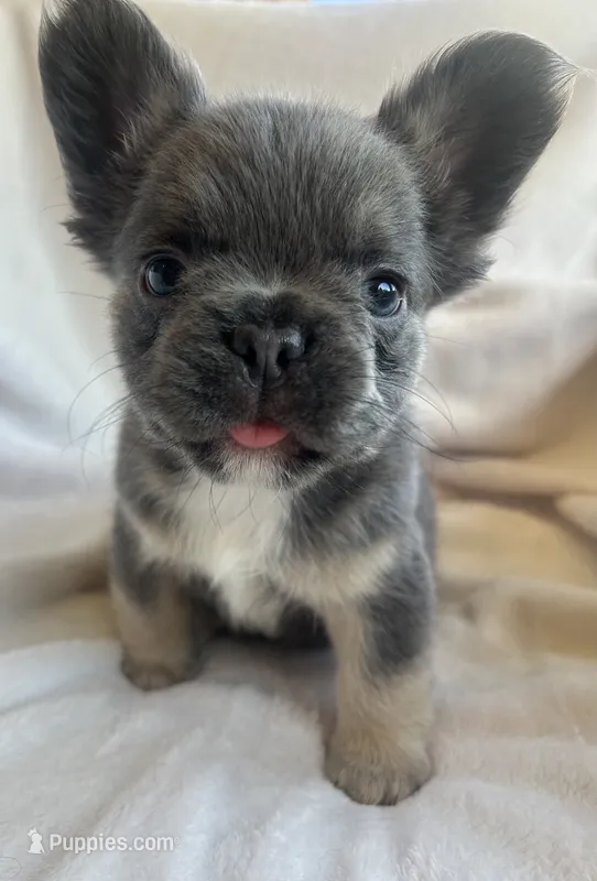 Blue and Tan 1 – French Bulldog puppy for sale in Oklahoma City, OK