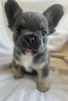 Blue and Tan 1, a male French Bulldog for sale in Oklahoma City, OK – 1 of 1