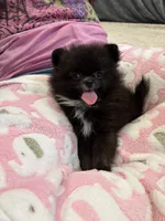 Princess , a female Pomeranian for sale in Aurora, CO – 1 of 2