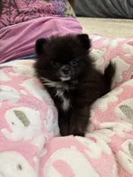 Princess , a female Pomeranian for sale in Aurora, CO – 2 of 2