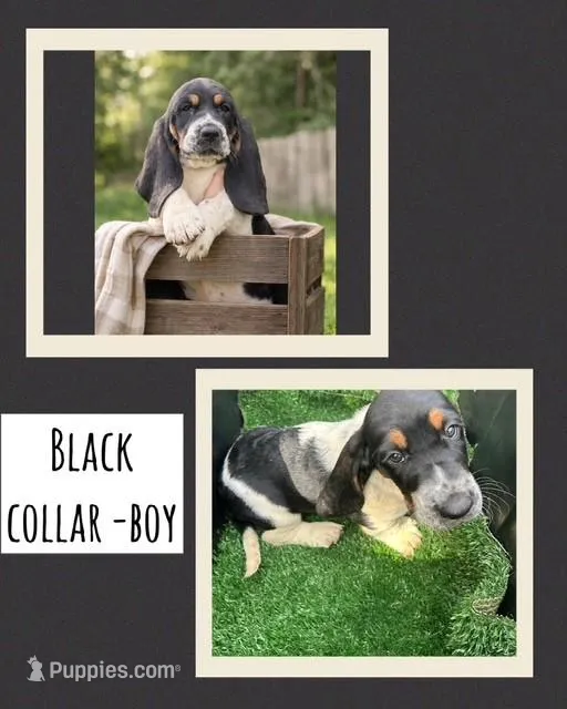 Black Collar Boy – Basset Hound puppy for sale in Knoxville, TN