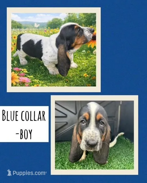 Blue Collar Boy – Basset Hound puppy for sale in Knoxville, TN