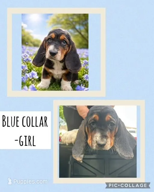 Blue Collar Girl – Basset Hound puppy for sale in Knoxville, TN