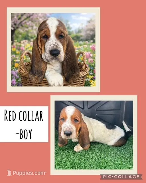 Red Collar Boy – Basset Hound puppy for sale in Knoxville, TN