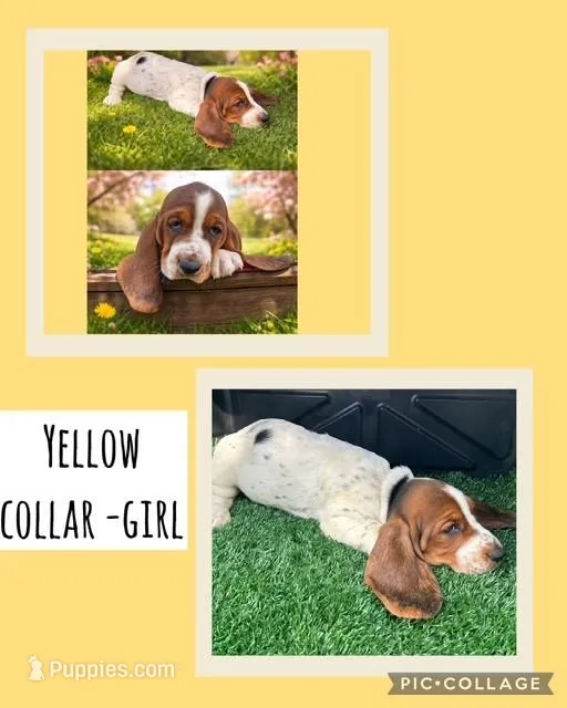 Yellow Collar Girl – Basset Hound puppy for sale in Knoxville, TN
