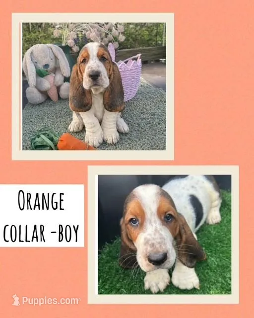 Orange Collar Boy – Basset Hound puppy for sale in Knoxville, TN