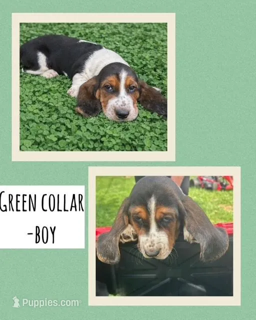 Green Collar Boy – Basset Hound puppy for sale in Knoxville, TN