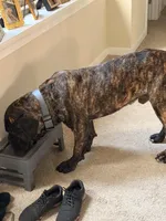 Hank , a male Cane Corso and English Mastiff for sale in Richmond City, VA – Photo 3 of 3