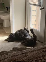 Hank , a male Cane Corso and English Mastiff for sale in Richmond City, VA – Photo 2 of 3