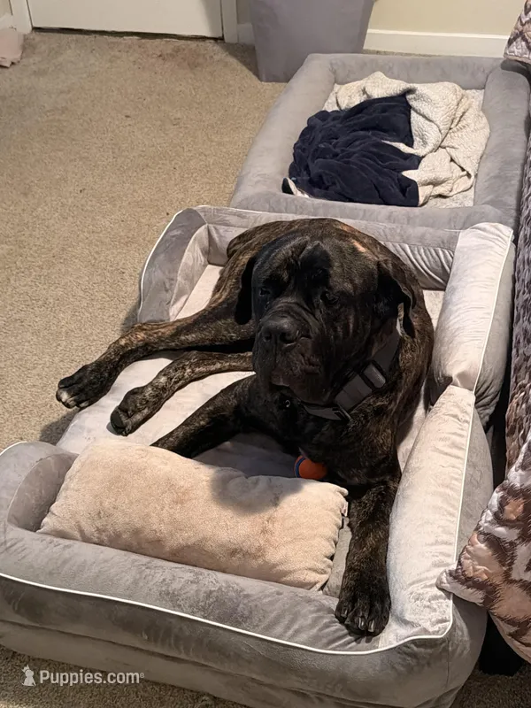 Hank  – Cane Corso, English Mastiff puppy for sale in Richmond City, VA