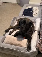 Hank , a male Cane Corso and English Mastiff for sale in Richmond City, VA – Photo 1 of 3