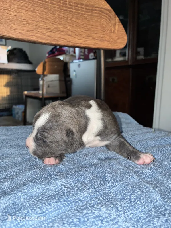 GUNNER – American Bully, Alapaha Blue Blood Bulldog puppy for sale in Portsmouth, VA