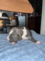 GUNNER, a male American Bully and Alapaha Blue Blood Bulldog for sale in Portsmouth, VA – 1 of 1